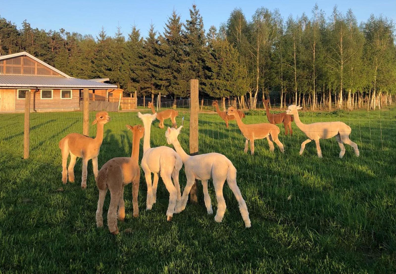 Alpakarium, Hodowla Alpak & Pensjonat Stara Kornica Екстер'єр фото